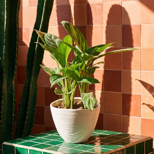 Seramikte Aglaonema Aranjmanı