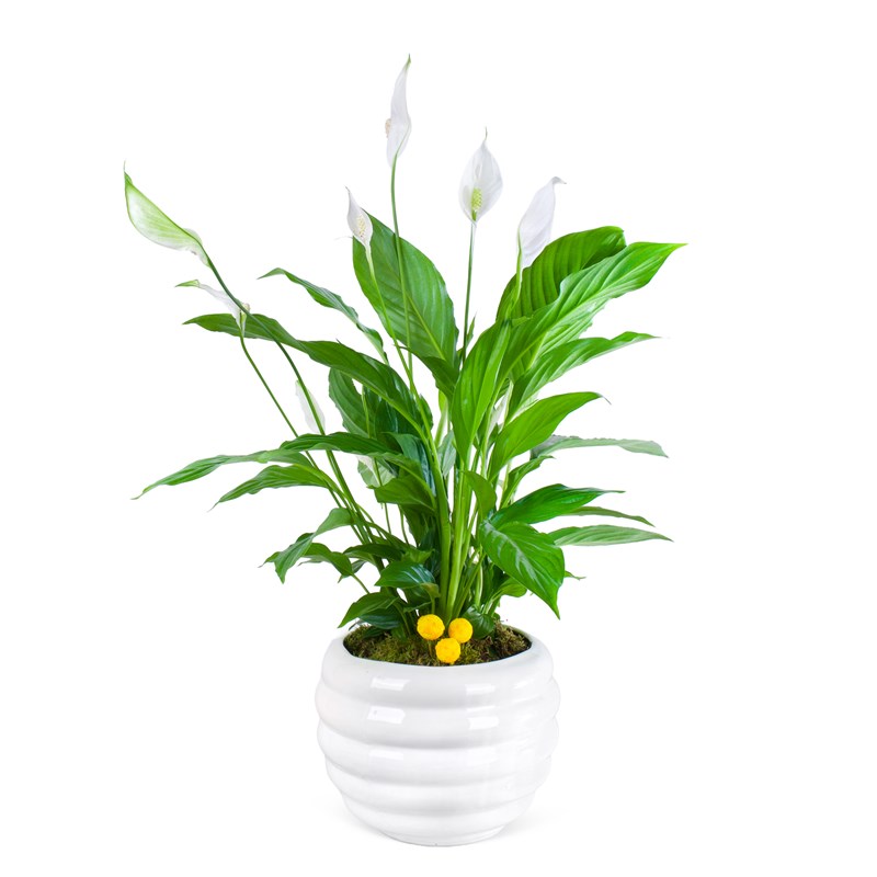Dekoratif Saksıda Spathiphyllum Aranjmanı