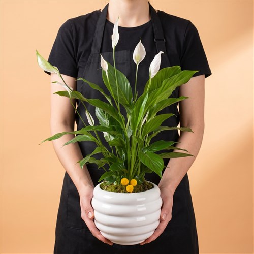 Dekoratif Saksıda Spathiphyllum Aranjmanı