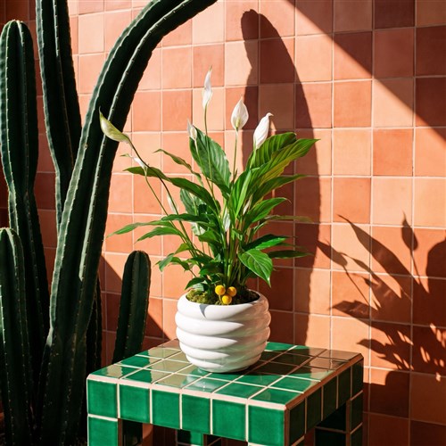 Dekoratif Saksıda Spathiphyllum Aranjmanı