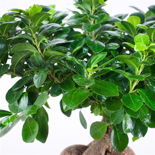 Seramikte Ginseng Bonsai Aranjmanı