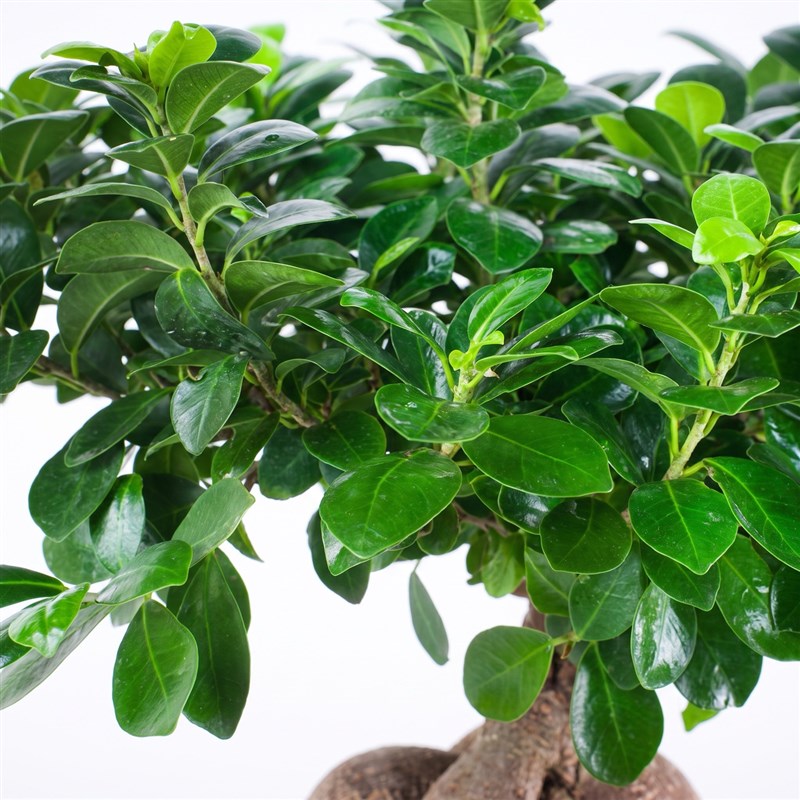 Seramikte Ginseng Bonsai Aranjmanı