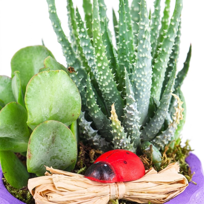 Saksıda Sukulent Aranjmanı Sirius