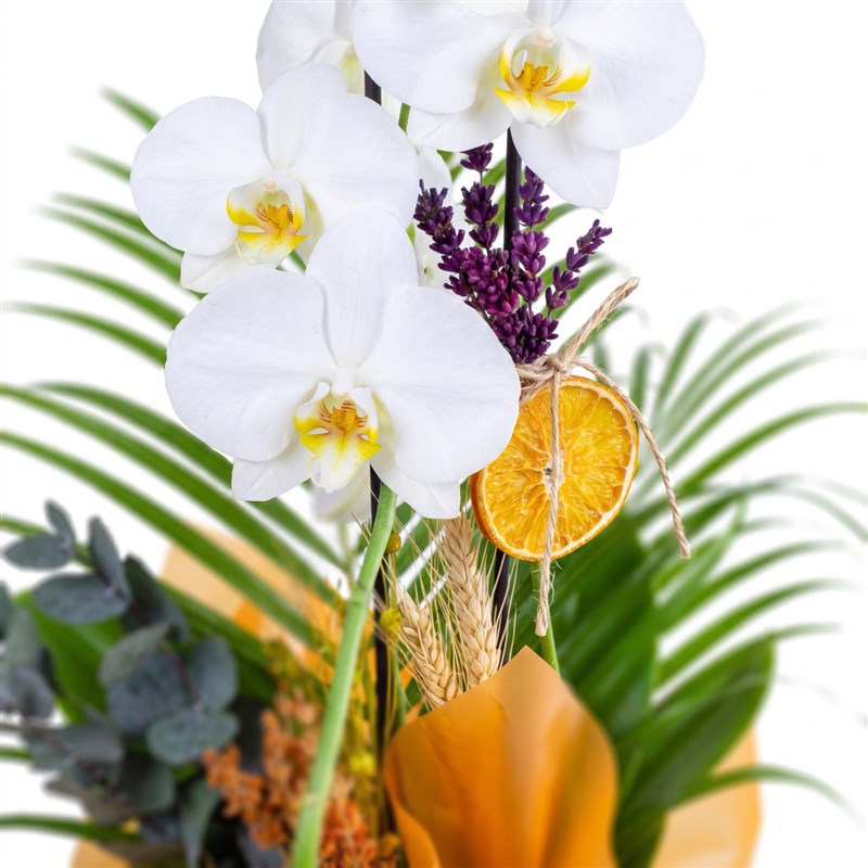 White Lady Orkide