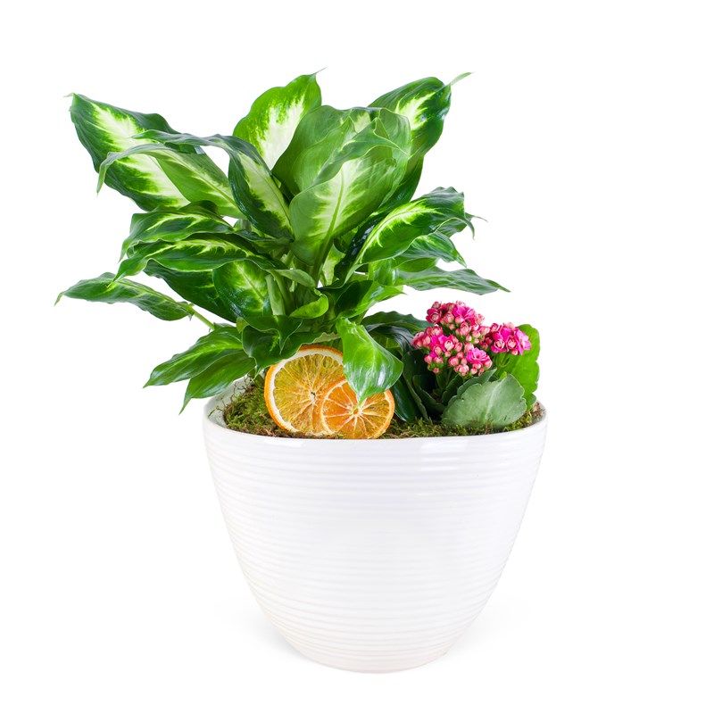 Premium Saksıda Kalanchoe Difenbahya Camilla