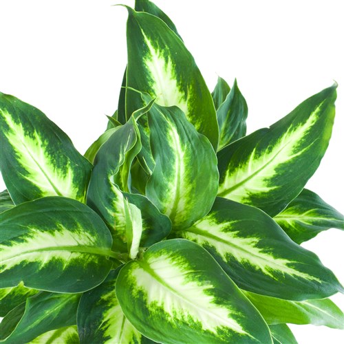 Premium Saksıda Kalanchoe Difenbahya Camilla