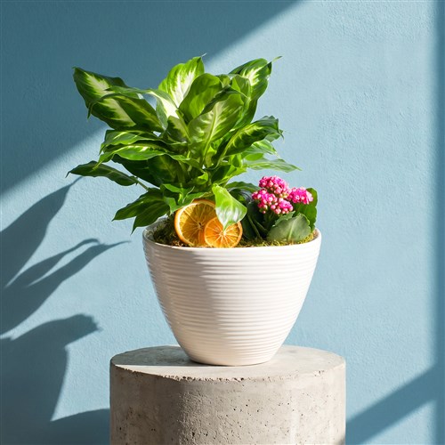 Premium Saksıda Kalanchoe Difenbahya Camilla