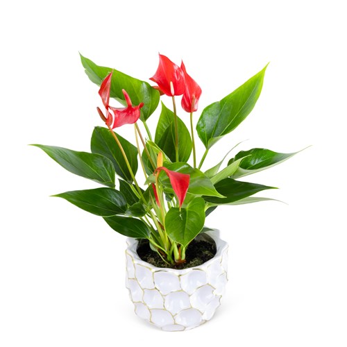 Saksıda Anthurium Bandolero