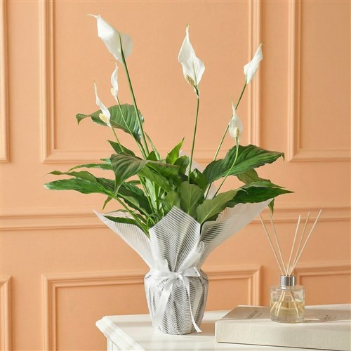 Barış Çiçeği Spathiphyllum Sweet Chico