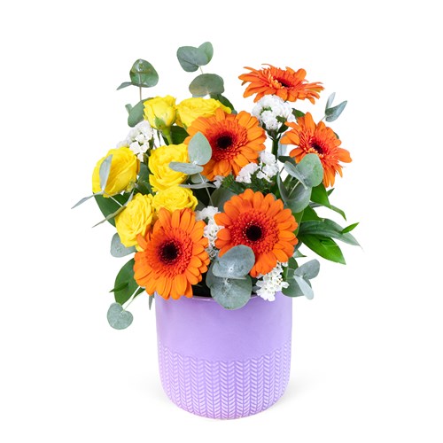 Saksıda Turuncu Gerbera Aranjmanı Balat