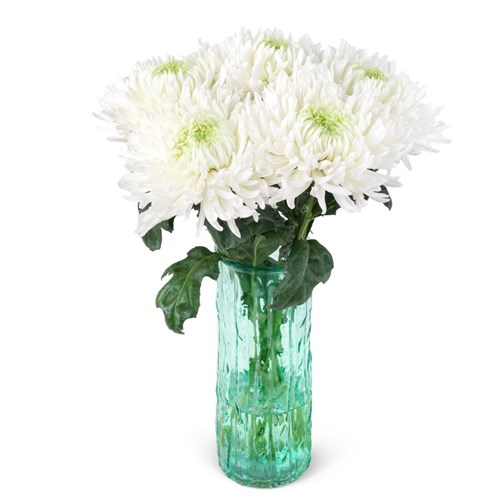 Premium Vazoda Beyaz Chrysathemum White