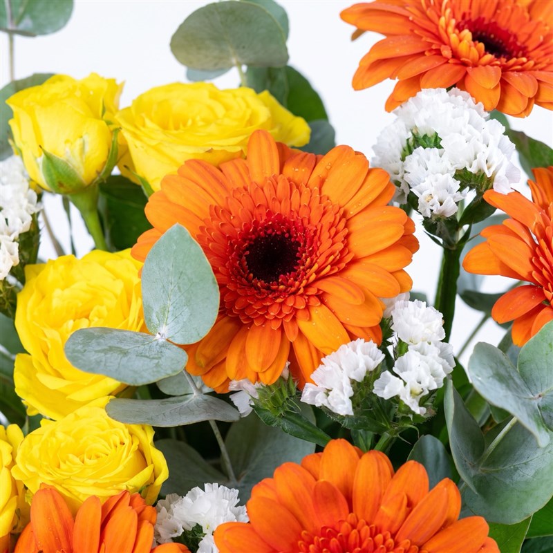 Saksıda Turuncu Gerbera Aranjmanı Balat