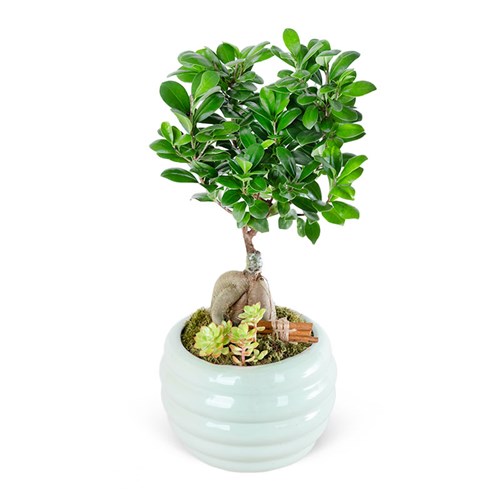Special Yeşil Saksıda Ficus Ginseng Bonsai Ağacı