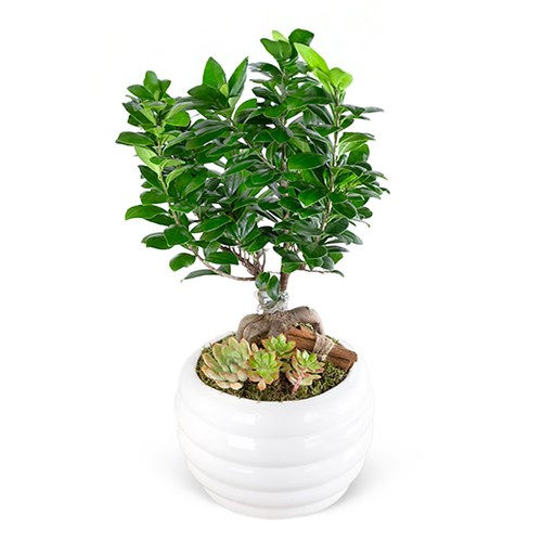 Special Beyaz Saksıda Ficus Ginseng Bonsai Ağacı