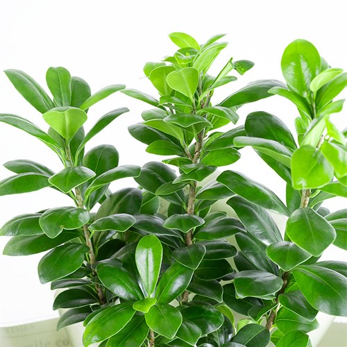 Ficus Ginseng Bonsai Aranjmanı