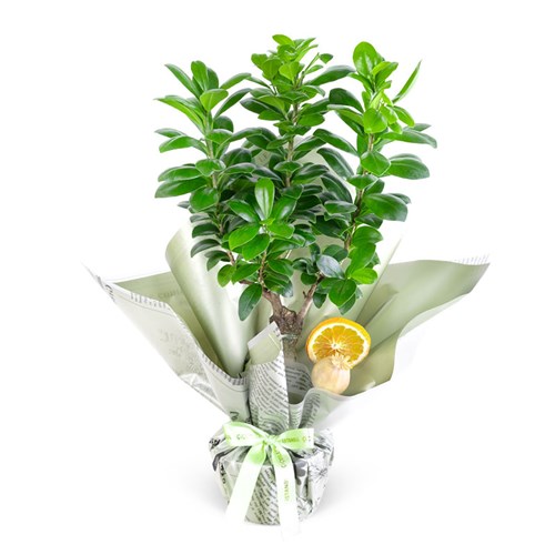 Ficus Ginseng Bonsai Aranjmanı