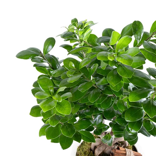 Special Yeşil Saksıda Ficus Ginseng Bonsai Ağacı