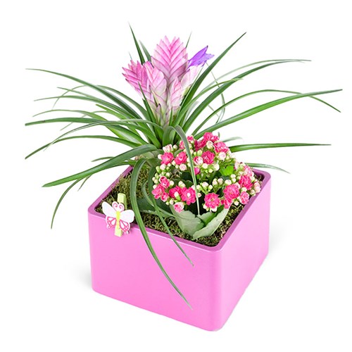 Kare Saksıda Tillandsia Aranjmanı