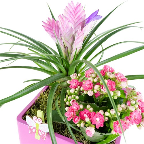 Kare Saksıda Tillandsia Aranjmanı