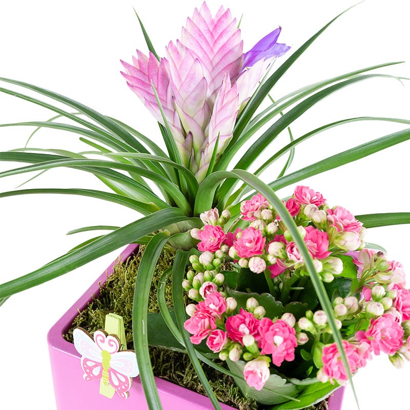 Kare Saksıda Tillandsia Aranjmanı