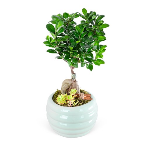 Special Yeşil Saksıda Ficus Ginseng Bonsai Ağacı