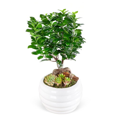 Special Beyaz Saksıda Ficus Ginseng Bonsai Ağacı