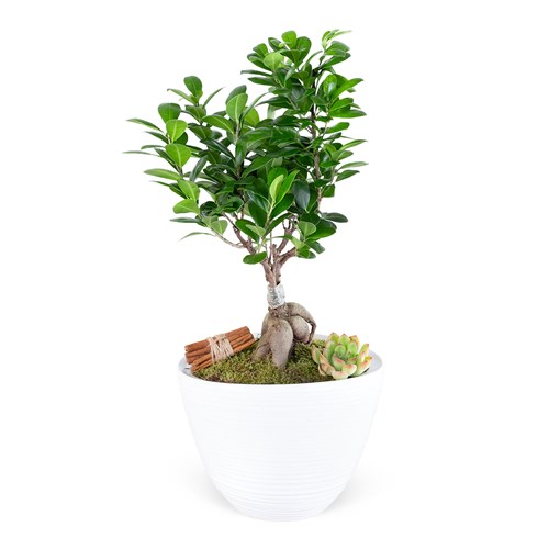 Beyaz Saksıda Ficus Ginseng Bonsai Ağacı