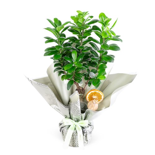 Ficus Ginseng Bonsai Aranjmanı
