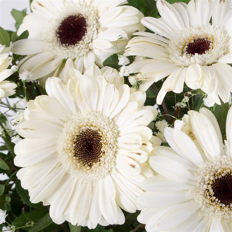 Beyaz Gerbera Buketi Riva