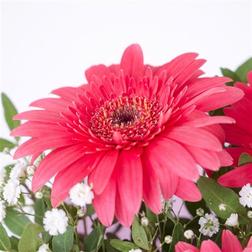 Fuşya Gerbera Buketi Riva