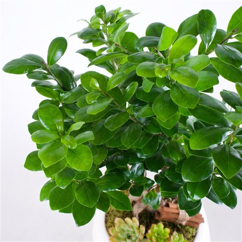 Special Beyaz Saksıda Ficus Ginseng Bonsai Ağacı