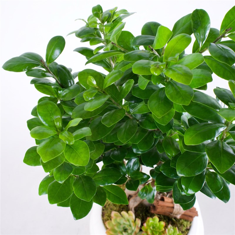 Special Beyaz Saksıda Ficus Ginseng Bonsai Ağacı