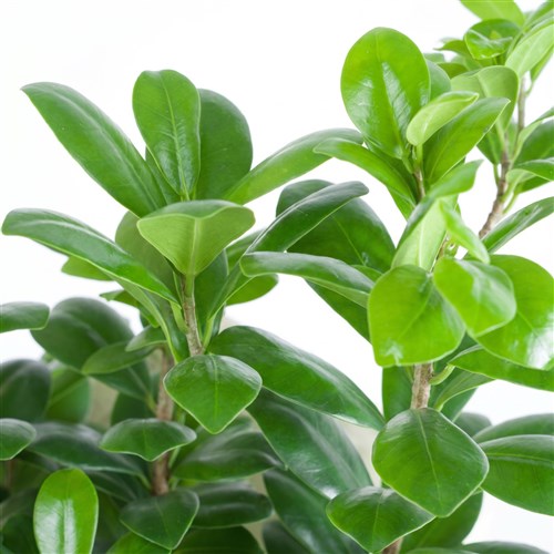 Ficus Ginseng Bonsai Aranjmanı