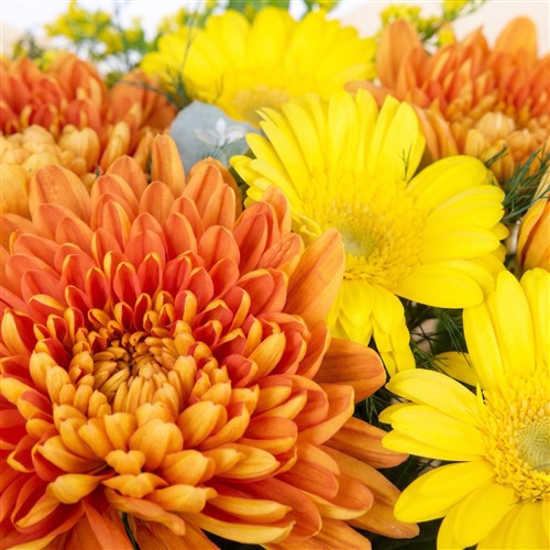 Sarı Gerbera ve Anastasia Buketi Amber Glow