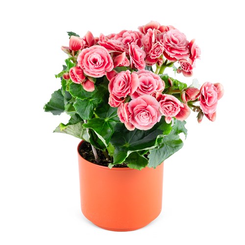 Pembe Begonya