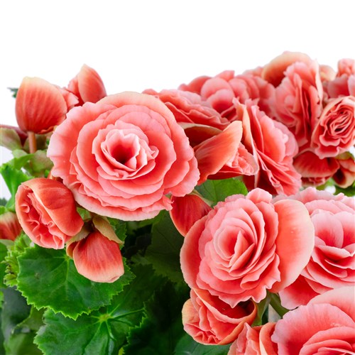 Pembe Begonya