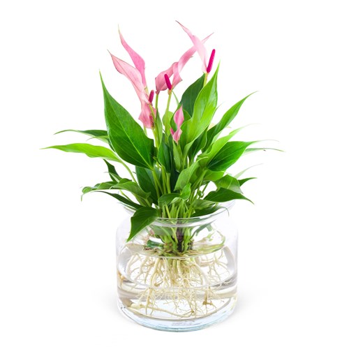 Cam Vazoda Anthurium Lilli