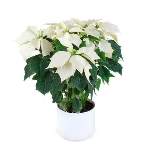 Beyaz Atatürk Çiçeği Pointsettia