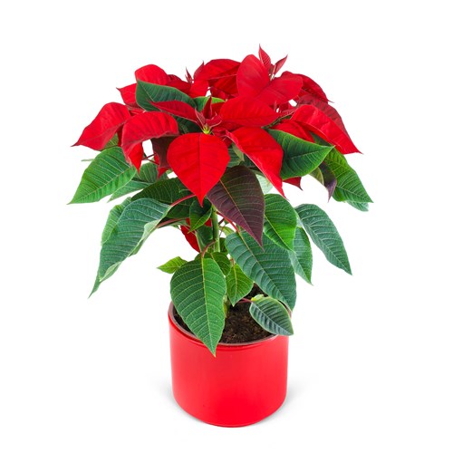Kırmızı Atatürk Çiçeği Pointsettia