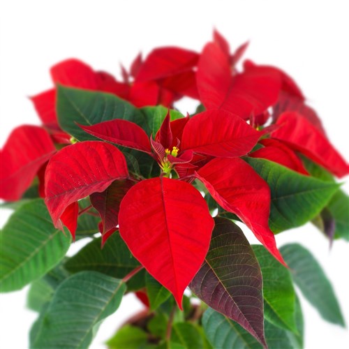 Kırmızı Atatürk Çiçeği Pointsettia