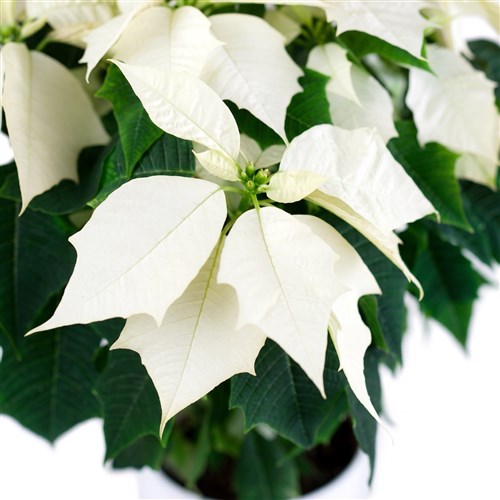 Beyaz Atatürk Çiçeği Pointsettia
