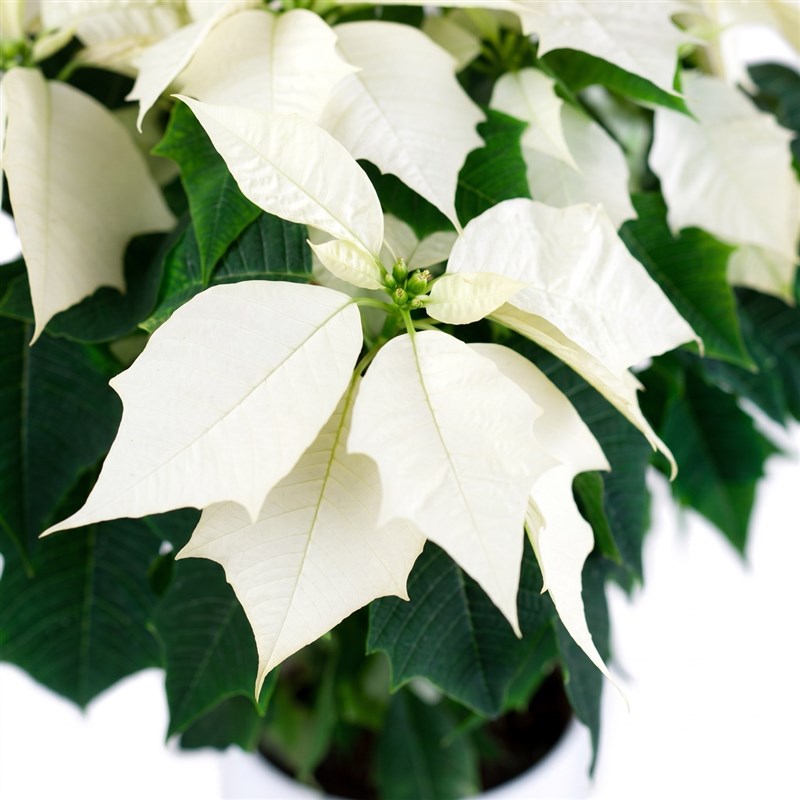 Beyaz Atatürk Çiçeği Pointsettia