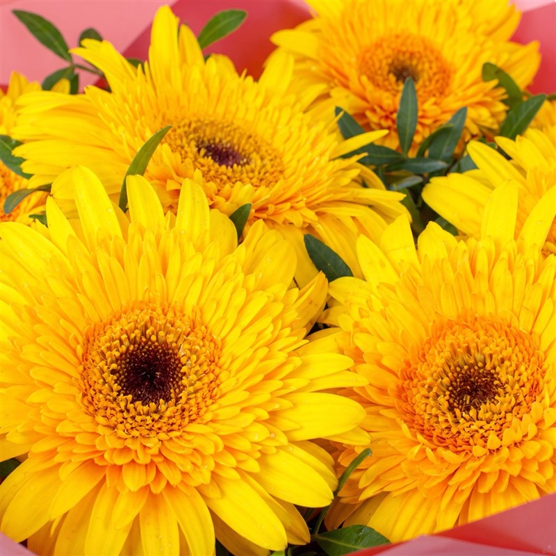 Sarı Gerbera Buketi Riva Sarı