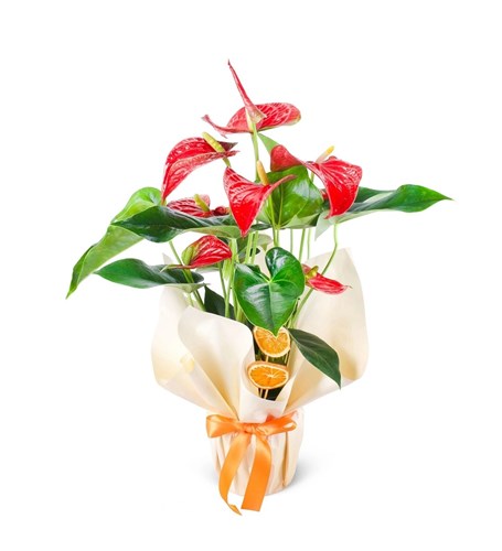 Flamingo Çiçeği Kırmızı Antoryum Anthurium Red