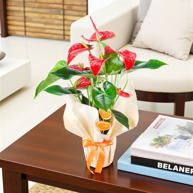 Flamingo Çiçeği Kırmızı Antoryum Anthurium Red