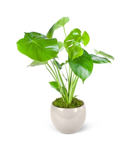 Seramikte Deve Tabanı - Monstera Deliciosa