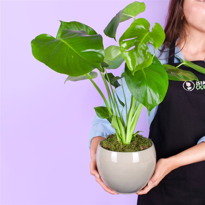 Seramikte Deve Tabanı - Monstera Deliciosa