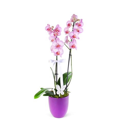Kırçıllı Pembe Orkide Aranjmanı Pink Butterfly