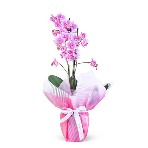 Soft Pembe Orkide Aranjmanı Multi Midi Çift Dallı
