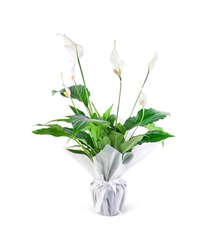Barış Çiçeği Spathiphyllum Sweet Chico